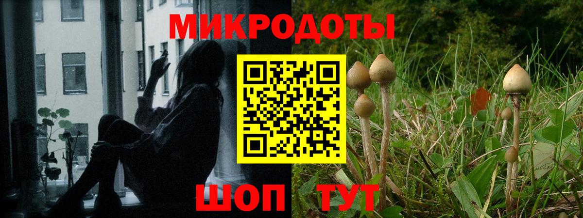 Псилоцибиновые грибы Psilocybe Альметьевск